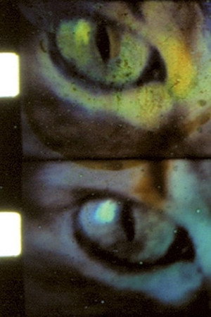 L'oeil sauvage