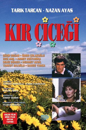 Kır Çiçeği