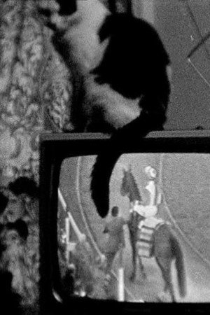 Cat on TV