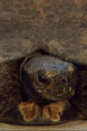 Turtle