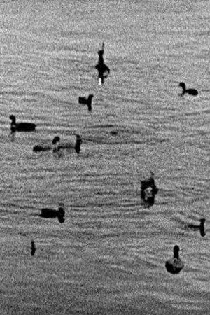 Coots