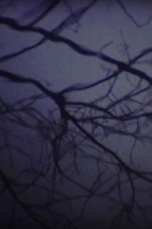 Le Sous-Bois Lumineux