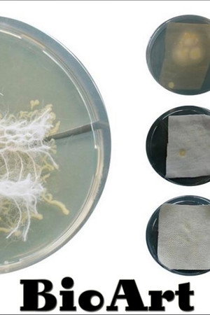 bioArt - Art From the Laboratory