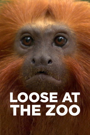 Loose at the Zoo