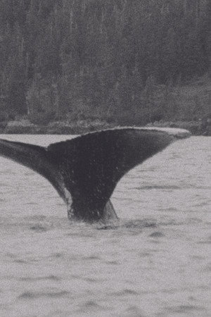 Whales