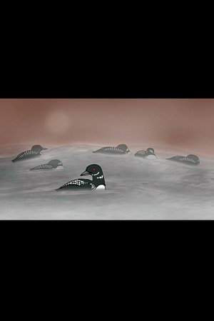 Loon Dreaming