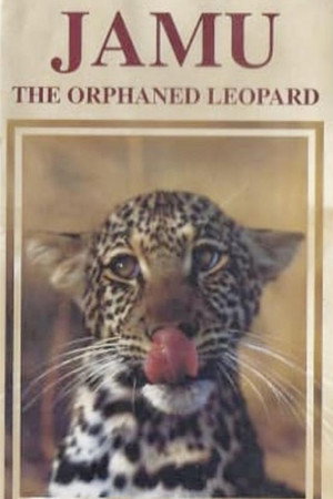 Jamu the Orphaned Leopard