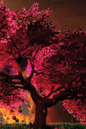 Cherry Blossom