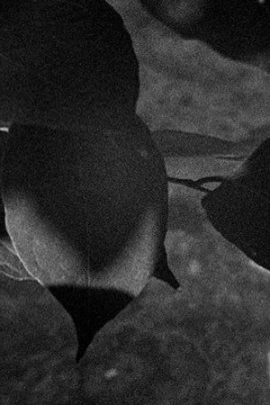 Light Leaves