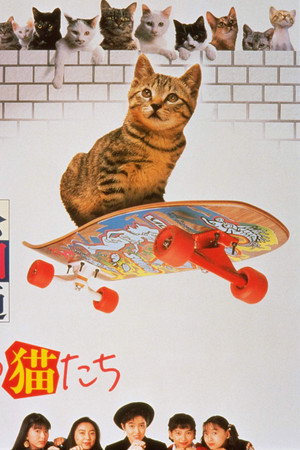 公园路的猫们