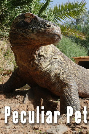 Peculiar Pets