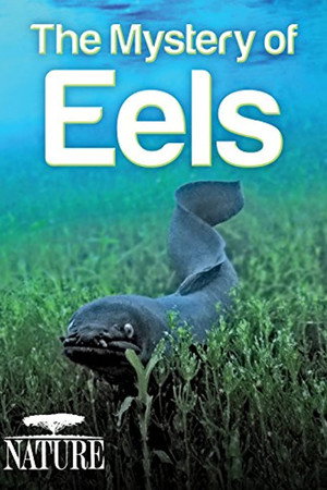 The Mystery of Eels