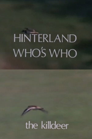 Hinterland Who's Who: Killdeer