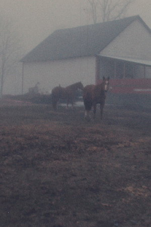 Horseflesh