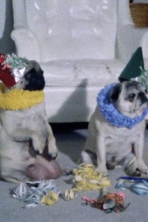 Dog Stories