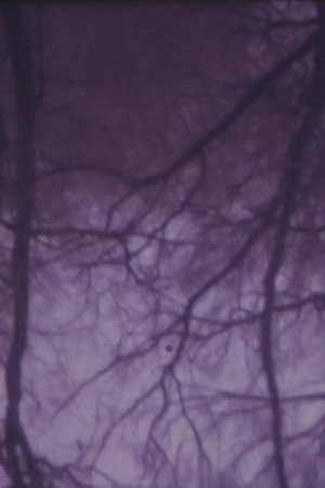The Burning Tree