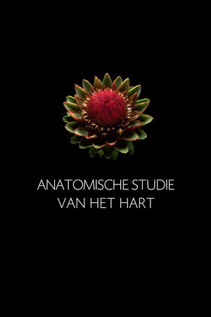 Anatomische Studie van het Hart