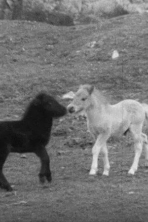 SHETLAND PONY