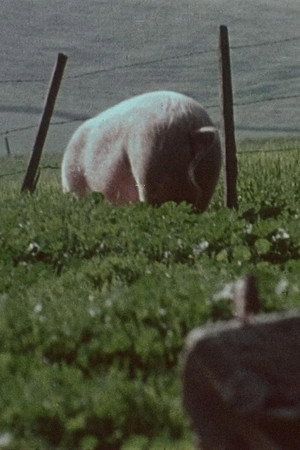 Pigs!