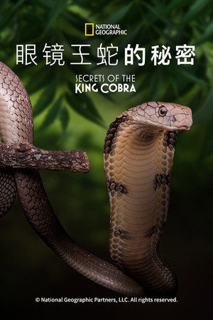 眼镜王蛇的秘密