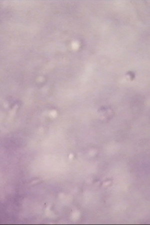 Sperm Sea