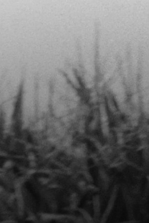 The Scythe