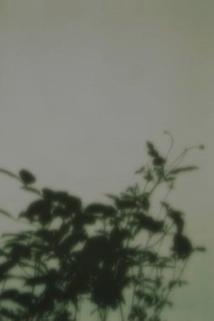 in the forest of shadows