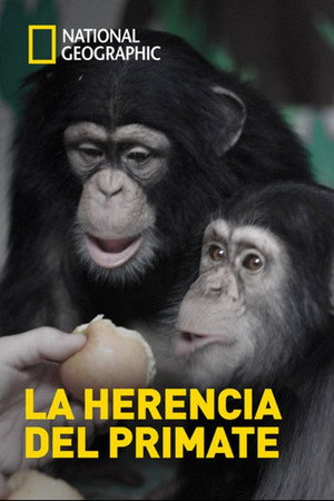 Human Ape