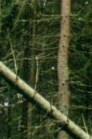 Metsä