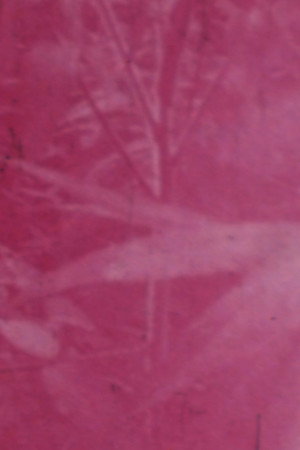 Ornamentals