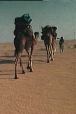 La dernière guémaré des Némadis