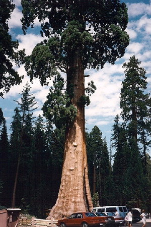 Sequoia & Kings Canyon National Parks