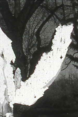 Black Vision