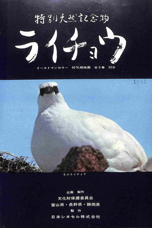 特別天然記念物・ライチョウ