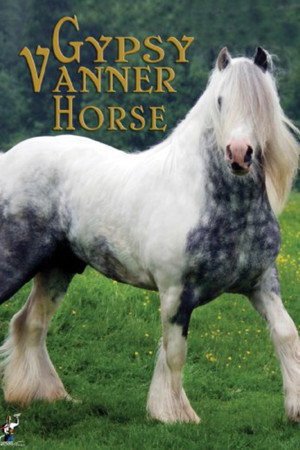Gypsy Vanner Horse
