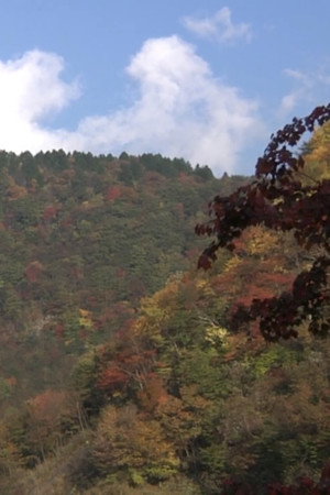 紅葉探訪