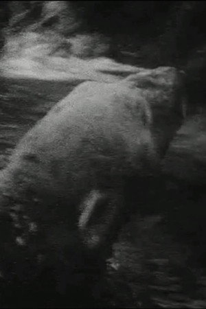 Eisbär