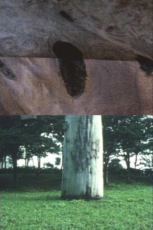 マテマテカ