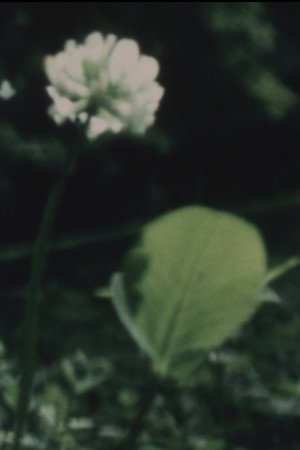 野に咲く花