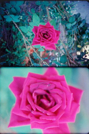 Rose