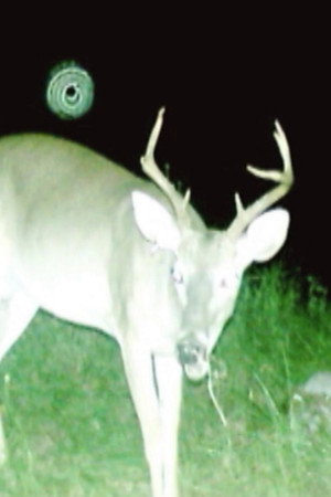 Deer Census
