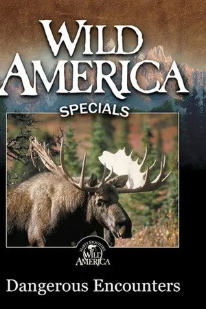 Wild America - Dangerous Encounters