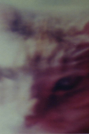 Two Cats