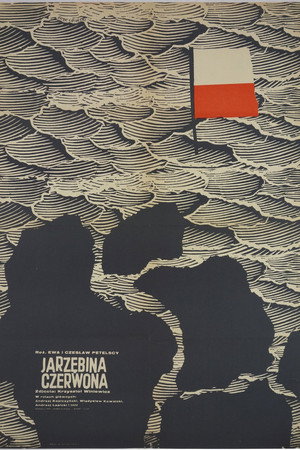 Jarzębina czerwona