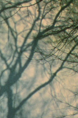 Baumschatten II