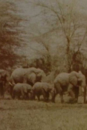 Elephants' Test