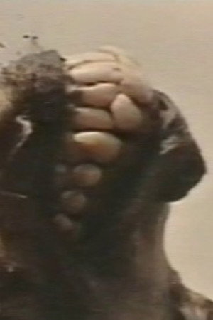 Africa addio (Plagium 11)