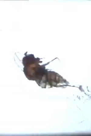 Fruit Flies