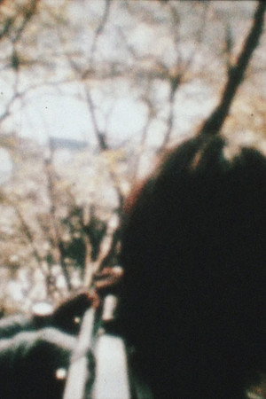 杖