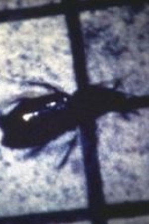 INSECT